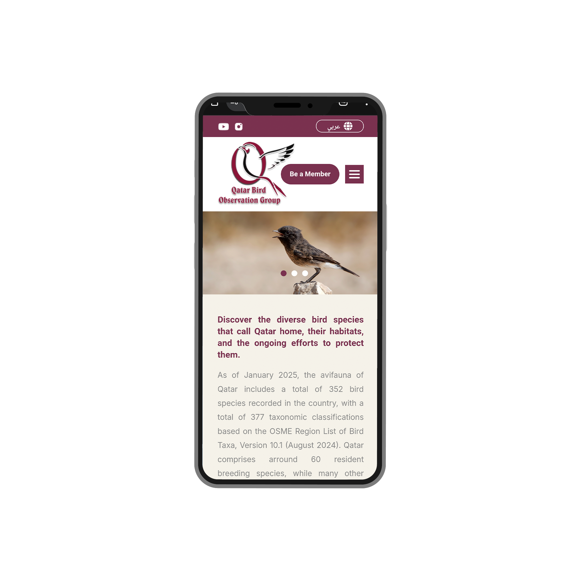Qatar Birds